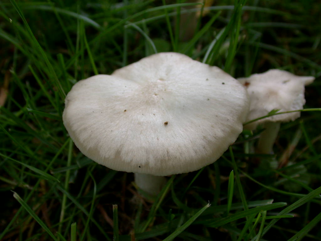 Sotto alberi fruttiferi ....